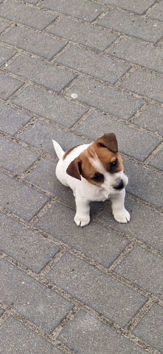 Jack Rusel Terier