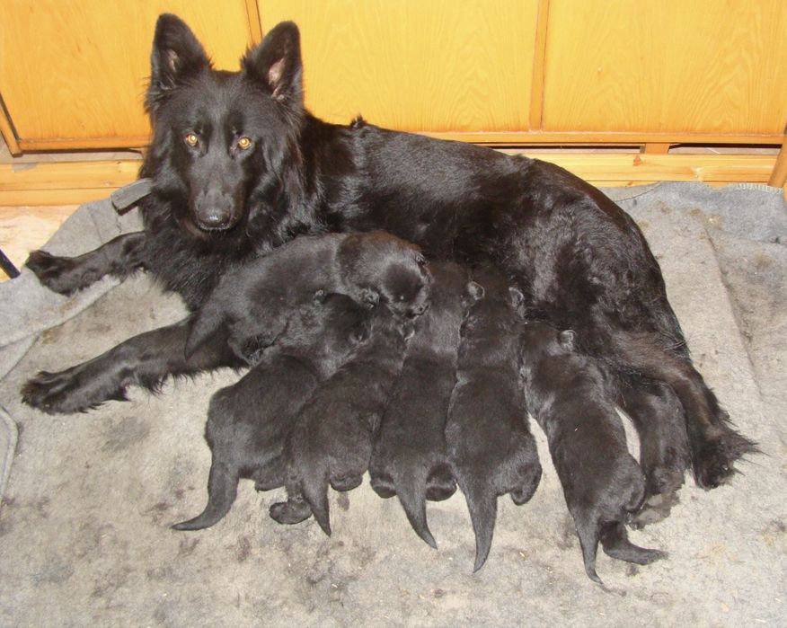 Czarne owczarki staroniemieckiego suczka