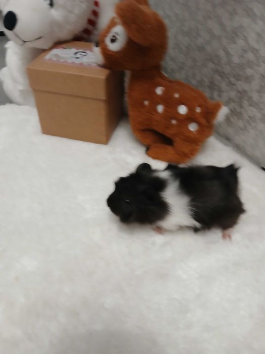 Продам морських свинок