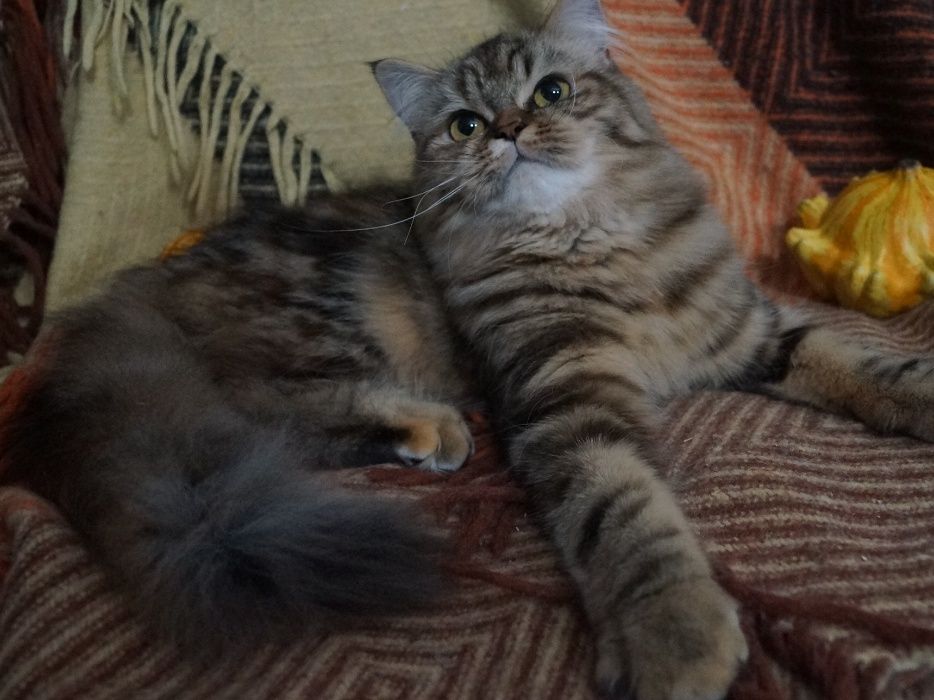 Нарядный хайленд страйт с самым приятным ми-ми-ми характером