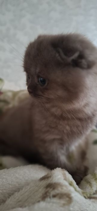 Шотландські плюшеві красуні