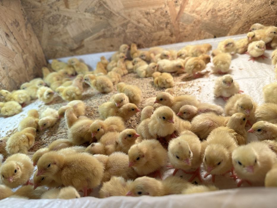 Інкубаційне перепелине яйце,інкубаційні яйця перепілки,перепела