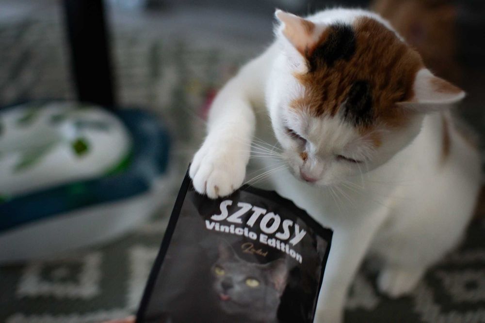 Trikolorka szuka domu!