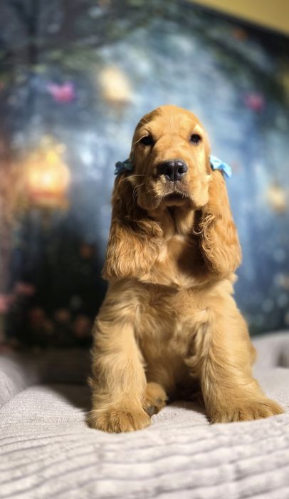 Cocker Spaniel Angielski piękny piesek hodowla jednorasowa