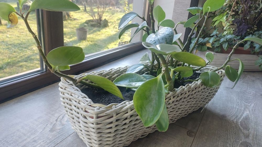 Вазони, вазони, квіткова композиція!