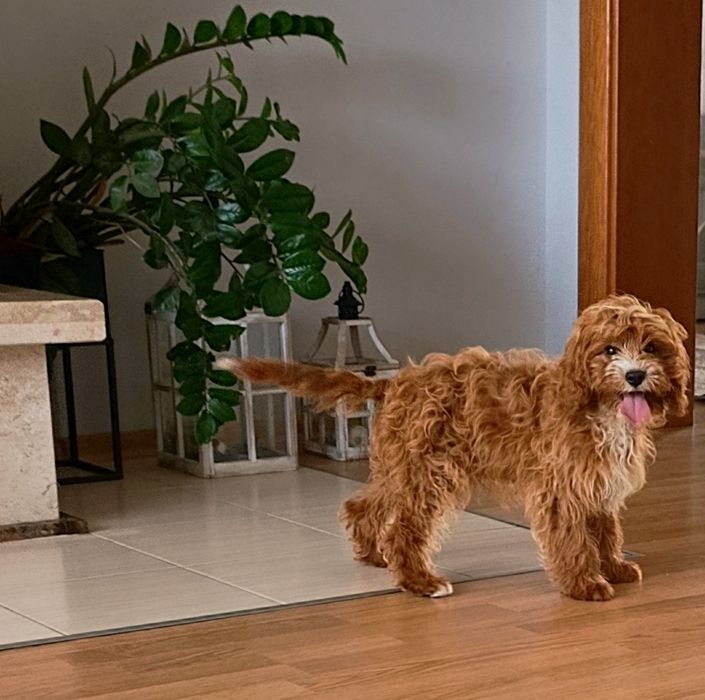 Piesek Cavapoo po przebadanych rodzicach genetycznie