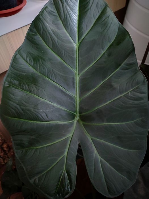 Алоказия Регал Шилдс / Алоказія Регал Шілдс / Alocasia Regal Shilds