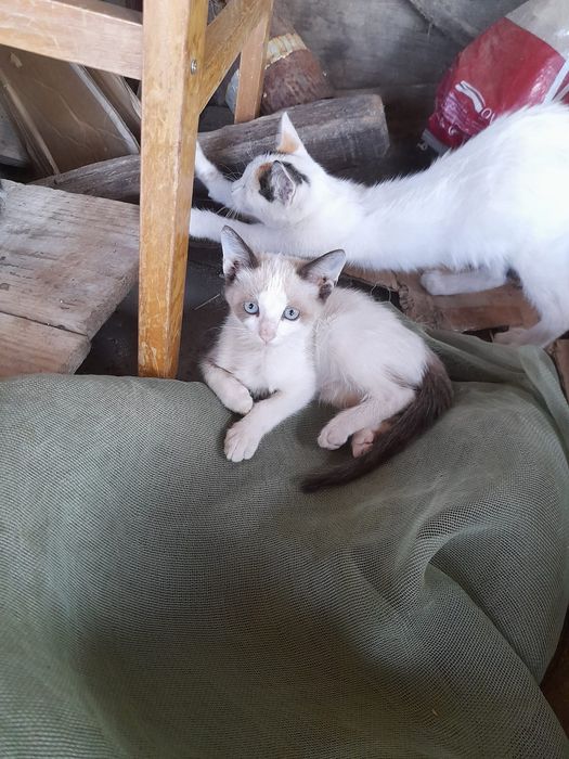 Gatinhas para adoção
