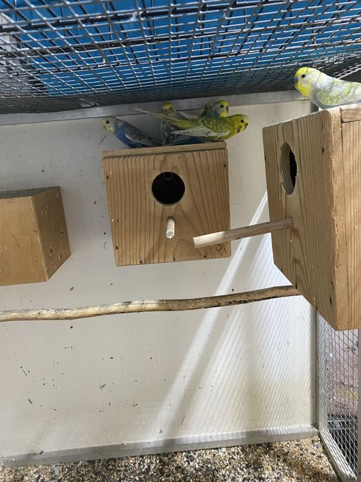 Papuga falista po teczowych