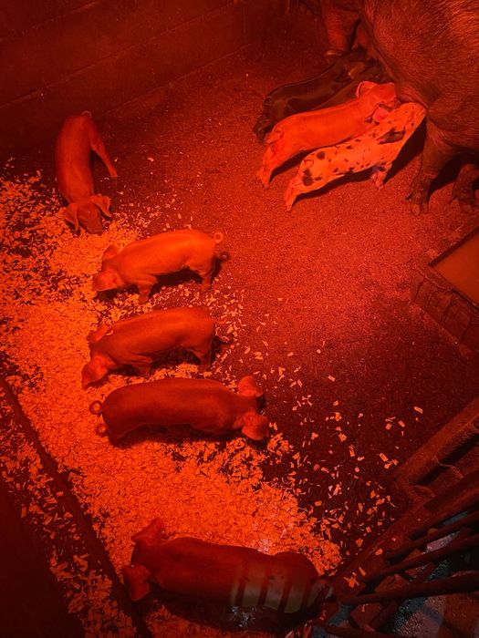 Duroc puros e cruzados