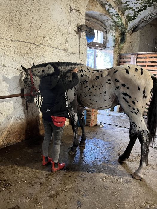 Tarant ogier zaprzegany spokojny