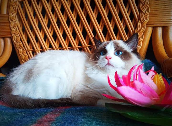 Kocięta ragdoll rodowód FPL
