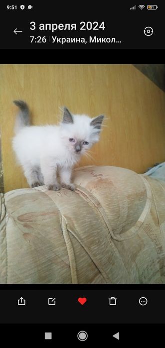 Розумний, добрий котик!