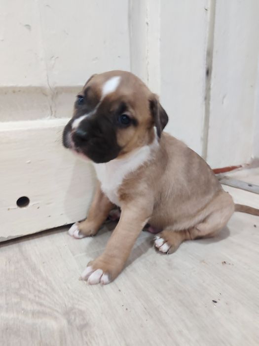 Щенки амстаф. Родились: 27.02.2026