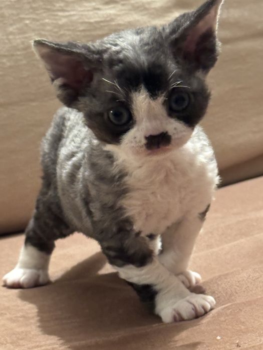 Devon Rex – kocurek  Rodowód FIFe