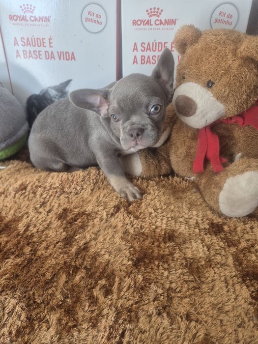 Bulldog Francês Fêmea Criadora Registada PT3088FL