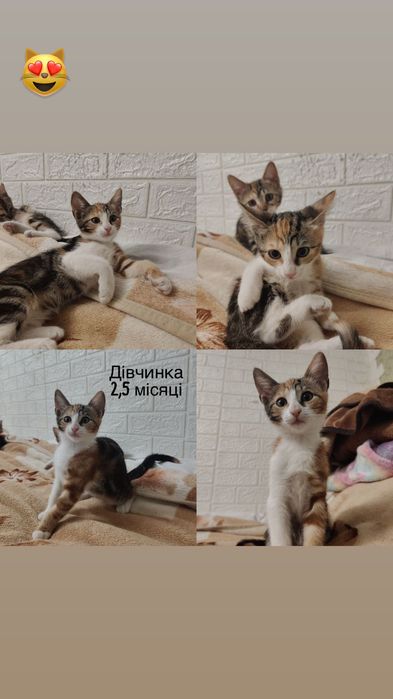 Много разных котят бесплатно