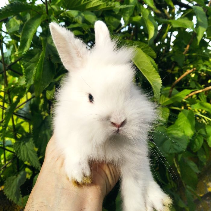 Декоративні кролики різних видів