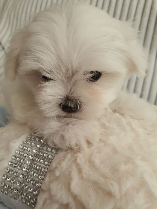 Maltańczyki Piesek z Rodowodem - Zerknij-Mini do 2,5kg.