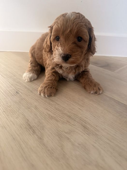 Maltipoo F1 b piesek,rodowód,badania genetyczne