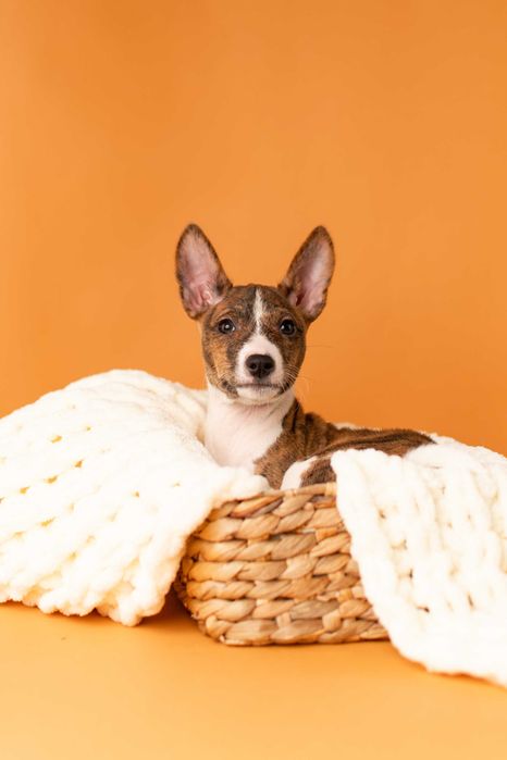 Тигрова дівчинка басенджі