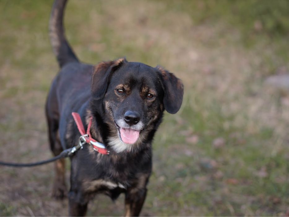 (Nie)zwykły, brązowy kudelek o którego nikt nie pyta. Adopcja psa.