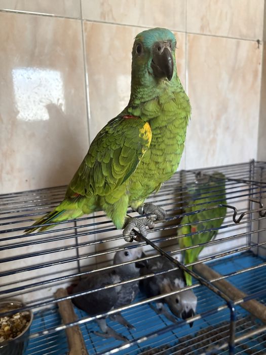 Amazona aestiva xanthopteryx