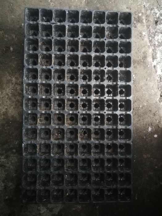 Multiplaty, wielodoniczki 100szt.
