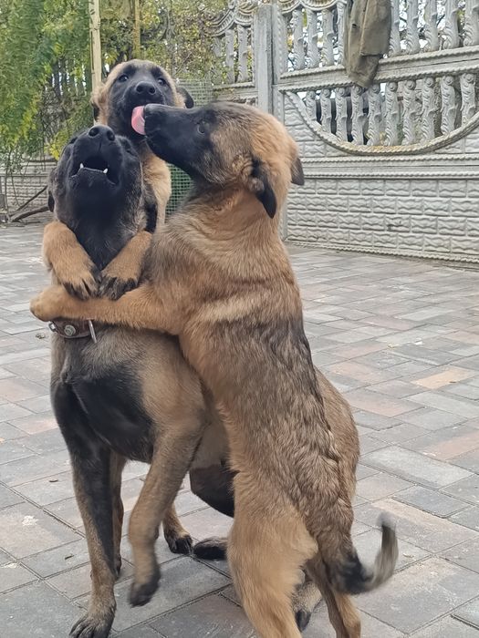 Малінуа дівчатка