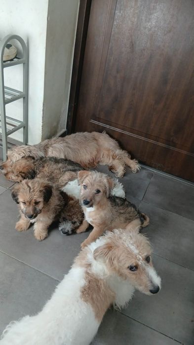 Szczeniaki do odania