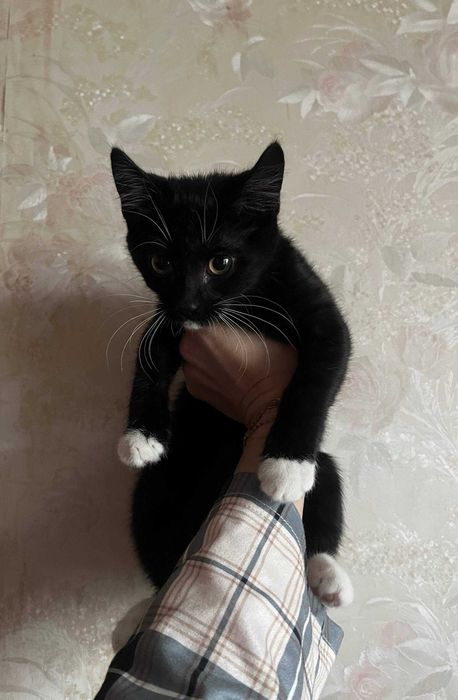Віддам кошенят котиків в добрі руки