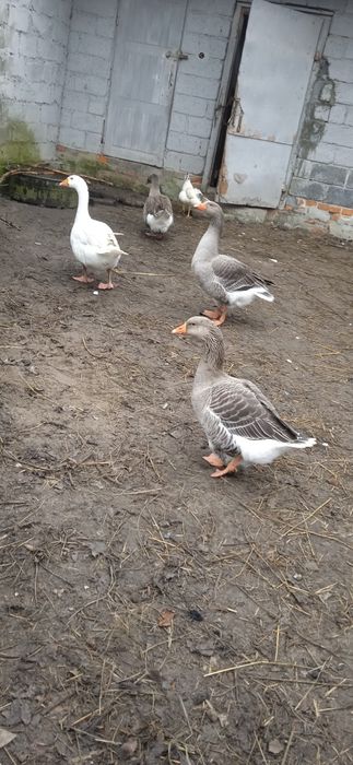 Sprzedam gęś landes