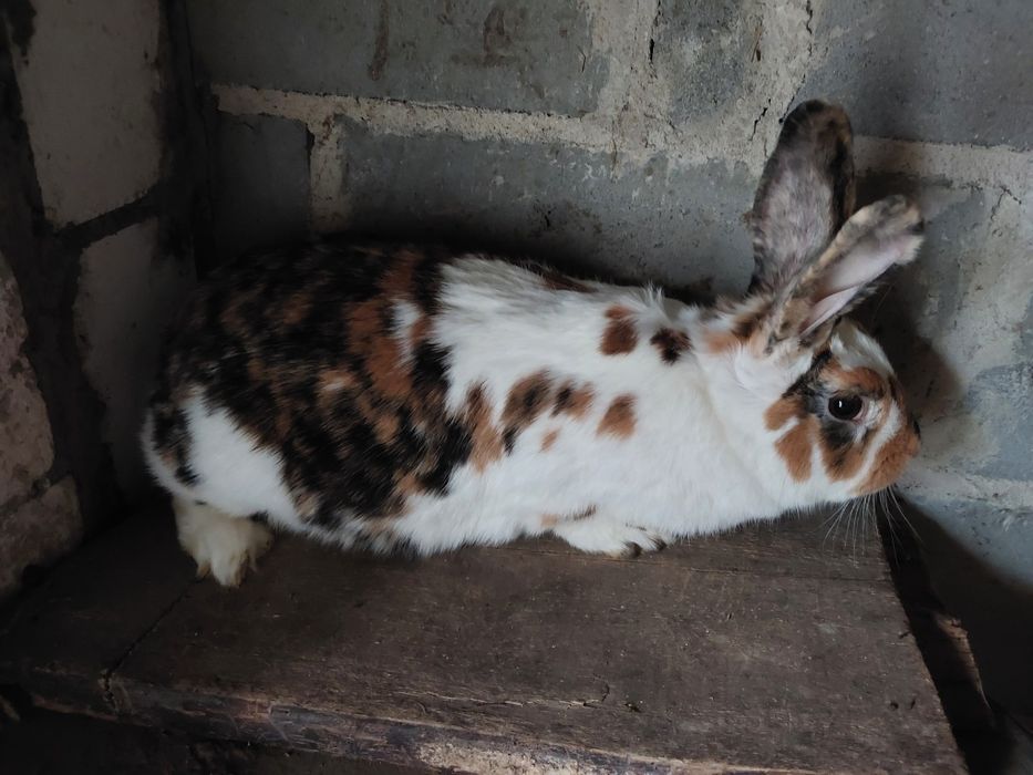 Samica trójbarwna rex