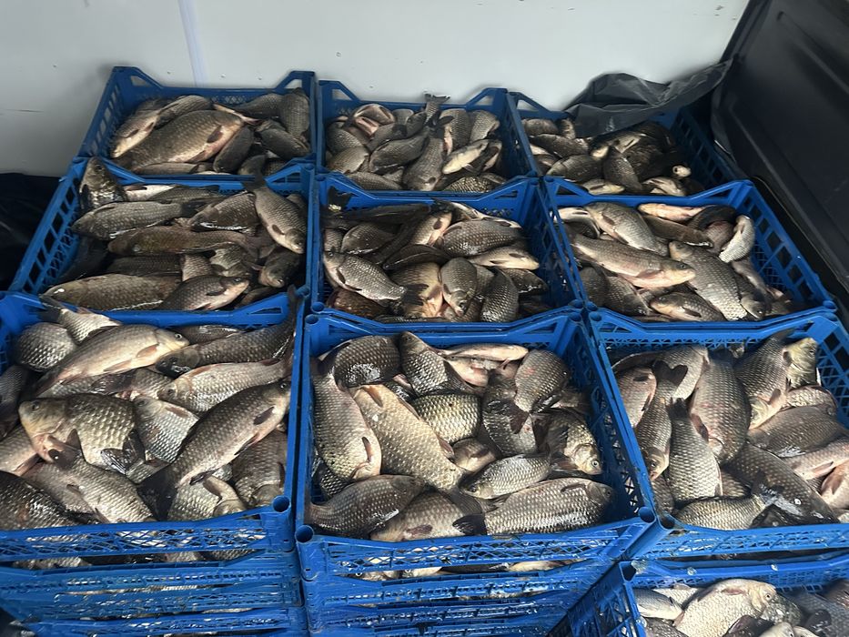 Продам товарний карась