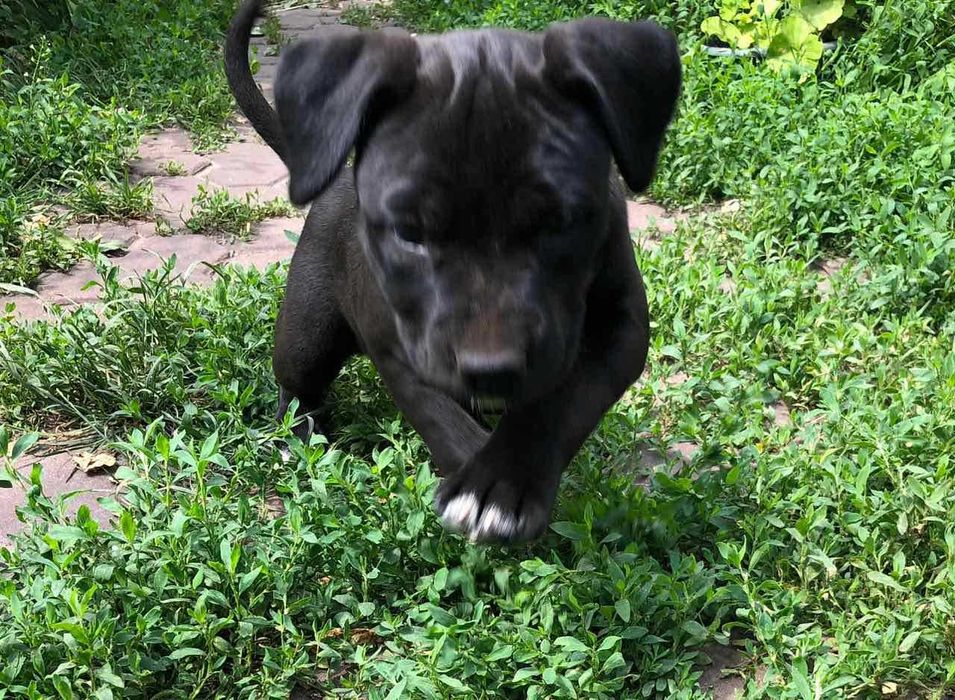 Чистокровні амстафи