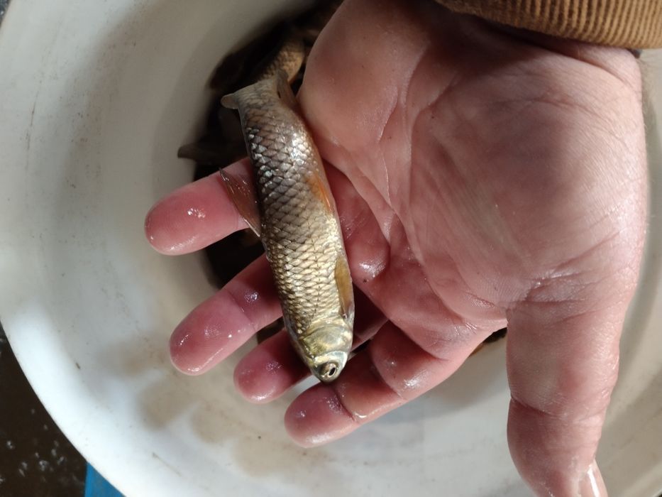 Karaś ozdobny karp koi amur tołpyga lin