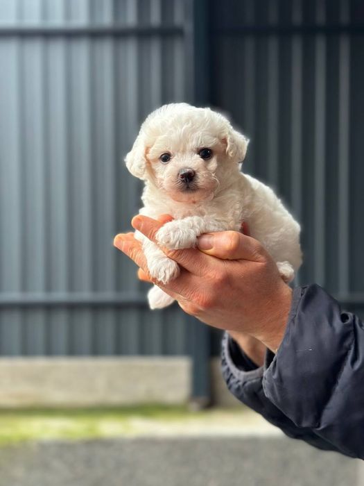 Бішон фрізе хлопчики