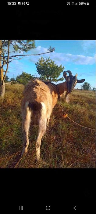 ПРОДАМ КОЗИ (породисті)