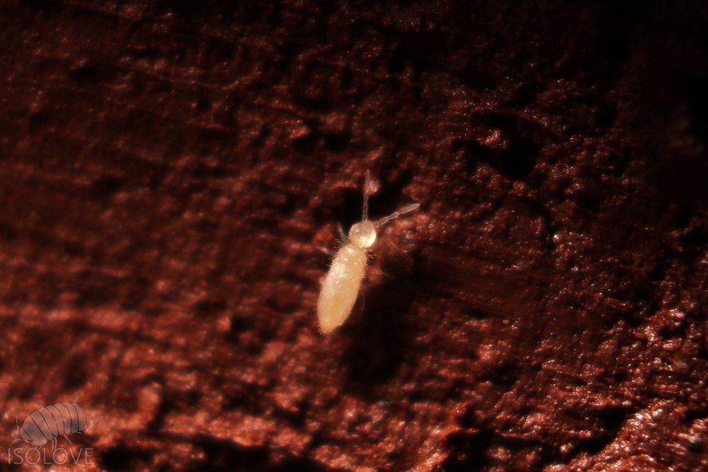 50 x Coecobrya sp., białe skoczogonki, ekipa sprzątająca