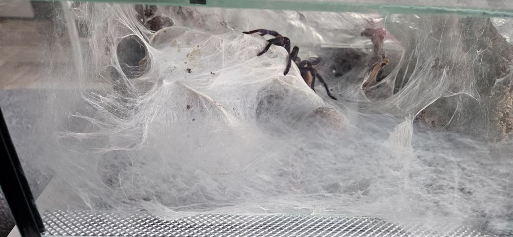 Chromatopelma cyaneopubescens