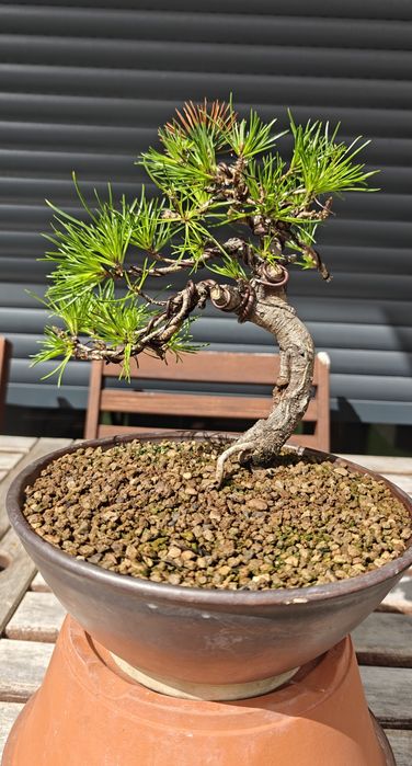 Bonsai Pinus Sylvesteris
