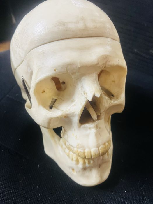 Szkielet ludzki model do poskladania