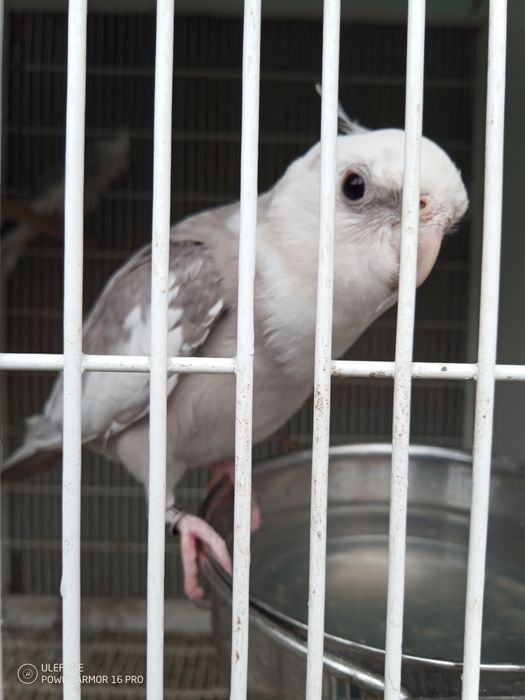 Vendo caturras brancas