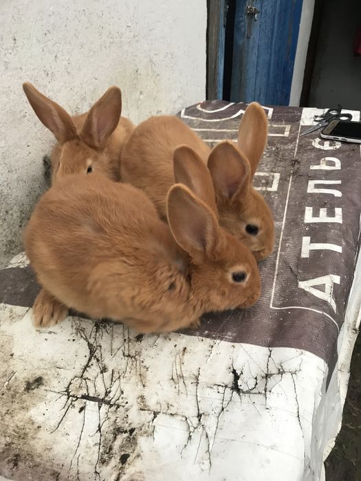 Продам кролі  породи бургундія