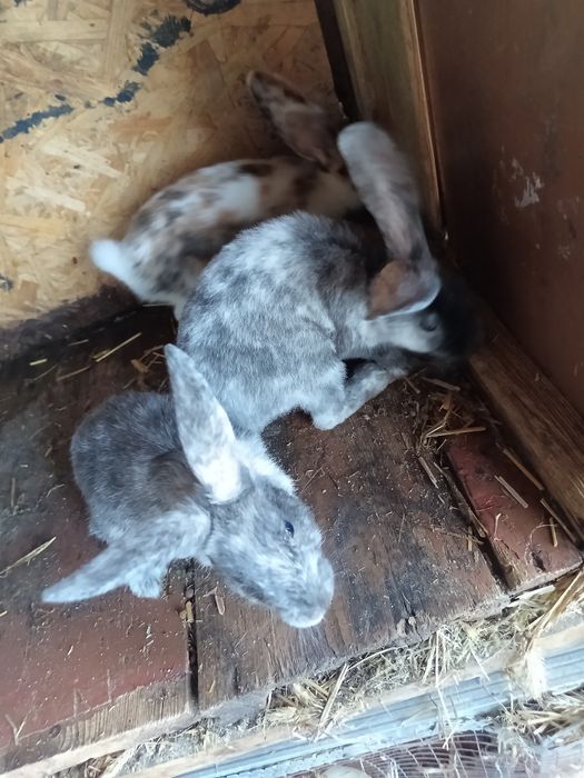 Króliki i rasy REX