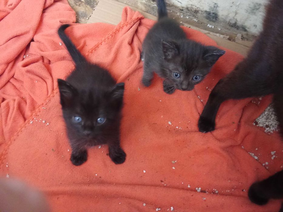 Dois bebés felinos lindíssimos que serão a delícia de quem os adotar...