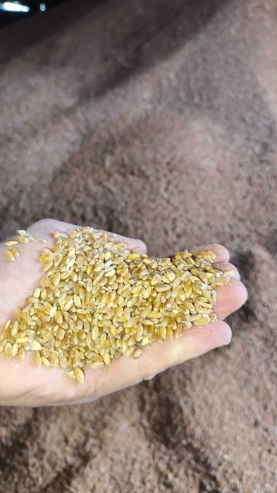 Продам яру тверду пшеницю