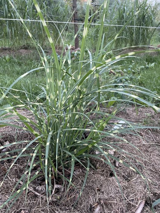 Trawy ozdobne: Miskanty;Rozplenice j Memory,Zebrinusy Yakushima i inne