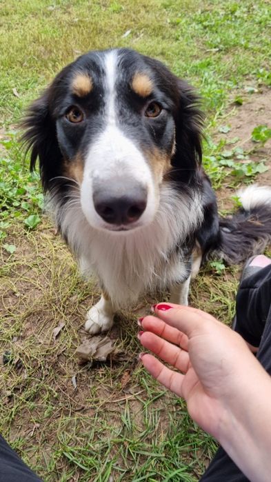 Piesek po border collie