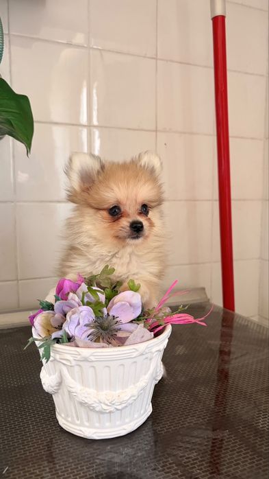 Sptiz anão pequenino creme merle macho